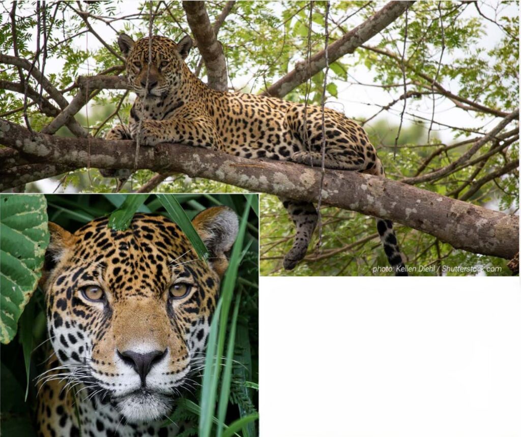 A majestic jaguar on a riverbank during a Pantanal jaguar safari.